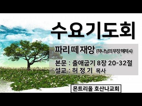 [수요기도회]파리떼 재앙(하나님의 무장해제4)